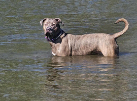 2yr female corso cross