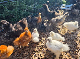 Silkie Chicks