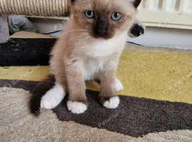 Ragdoll kittens