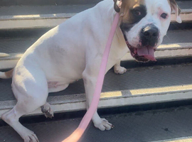 Mastiff for sale