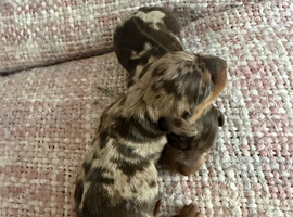 Chocolate merl Dauchshund