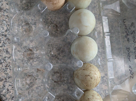 MAGPIE DUCK HATCHING EGGS