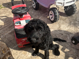 Cockapoo female 5 months old