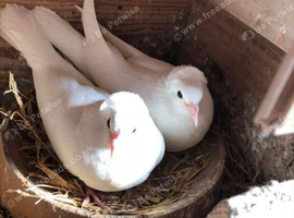 Turkish ringbeater pigeons