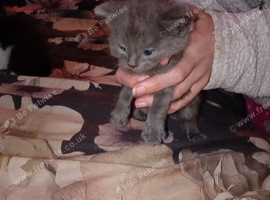 Kittens