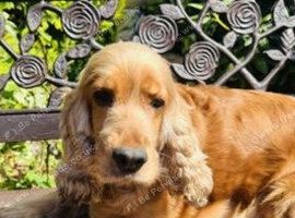 ADULT COCKER SPANIEL