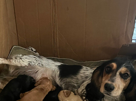 Beautiful cocker spaniel puppy&rsquo;s