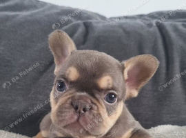 Health test clear french bulldog puppy