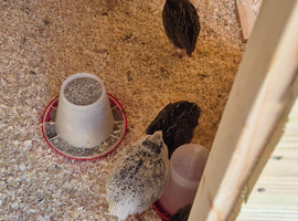 Jumbo coturnix Quails