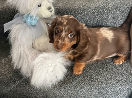 Chocolate/fluffy