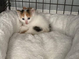 Kittens    8 weeks old
