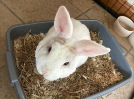 6 month old rabbit with cage