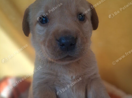 Labrador puppies