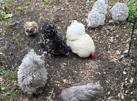 Pekin bantam eggs