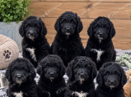 Saint Berdoodle Puppies