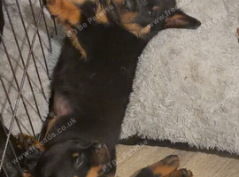 Ready to leave rear top champion kc Rottweiler puppies available
