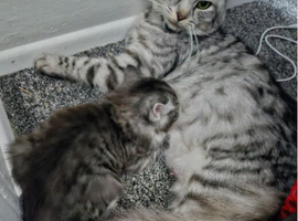 Silver and black and grey longhaired kittens