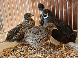 Group of 4,  Chinese painted button quail
