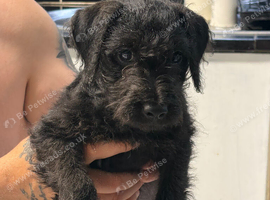 Bedlington x Lakeland terrier last male puppy left