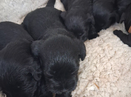Black schnauzer  puppies  for sale
