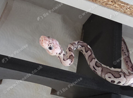 3 x royal python babies