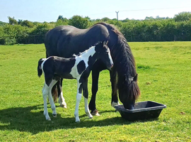 Mare and foal