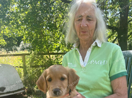 Golden Retreiver x Labrador Puppies for sale