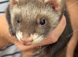 5 Baby Ferrets for sale