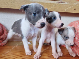 Kc registered whippet pups