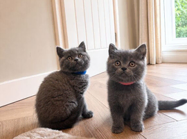 Health tested BSH kittens