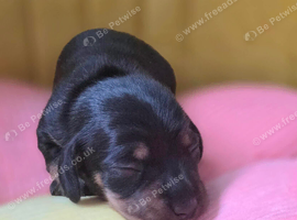 Beautiful KC Registered Dachshund Puppy Available