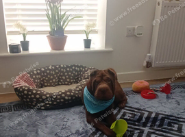 STUD ONLY Shar pei