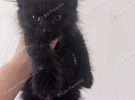TICA active solid black male Maine Coon