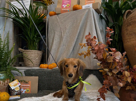 12 Months Old Mini Dachshund Male