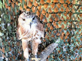 Ferruginous Hawk (Male)