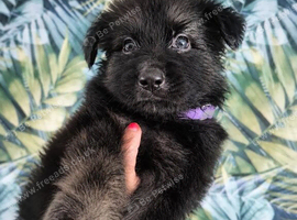 Beautiful puppies german shepherds