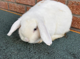 Holland lop rabbit for sale