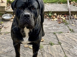 Mastiff Rebbel