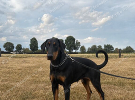 Imported Female Dobermann