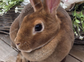 Cinnamon Mini Rex Doe Available