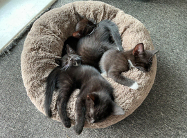 Kittens Looking for a Home