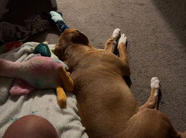 Beautiful 8-Month Staffy Cross Puppy Needs A Loving New Home (Urgent)