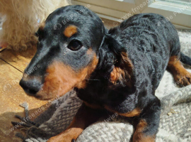 Cockapoo F2