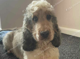 Kc reg sad rehome
