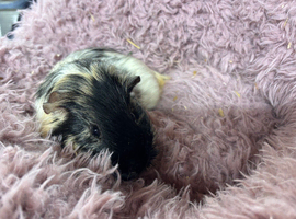 Guinea pigs