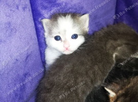 Very fluffy 2 female kittens