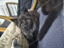 1 male maine coon