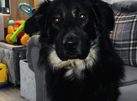 German shepherd/ border collie
