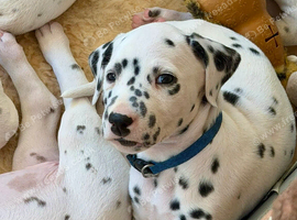 Dalmatian girl and boy - ready 23/10/26