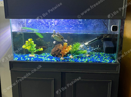 2turtles and tank